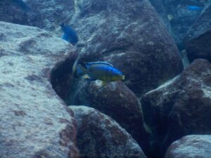 Petrotilapia genalutea 'Chilumba'